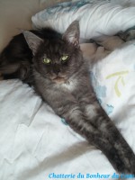 /album/gemma-des-diamants-de-lys/gemma-6-jpg/